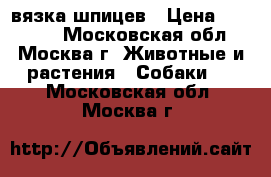 вязка шпицев › Цена ­ 10 000 - Московская обл., Москва г. Животные и растения » Собаки   . Московская обл.,Москва г.